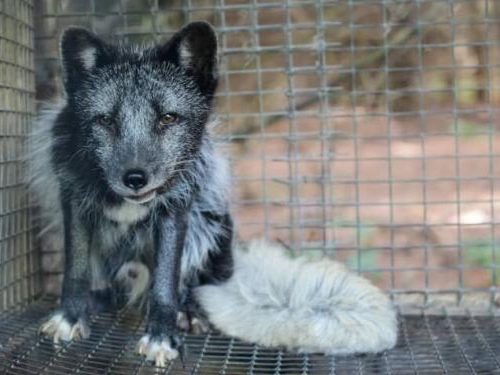 Protection of Life – For All Beings