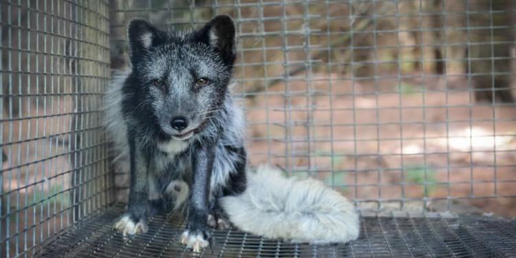 Protection of Life – For All Beings